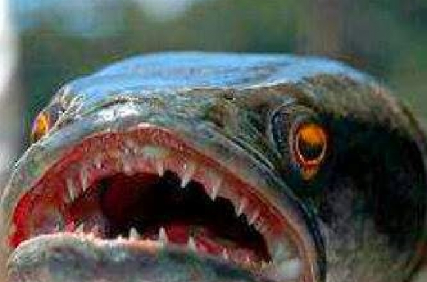 Ikan Predator Serang Manusia di Waduk Cirata