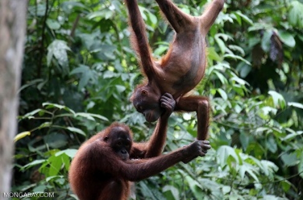 Senapan Angin, Ancaman Serius Pembantaian Orangutan di Alam Liar